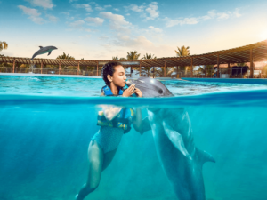 Nado com golfinhos