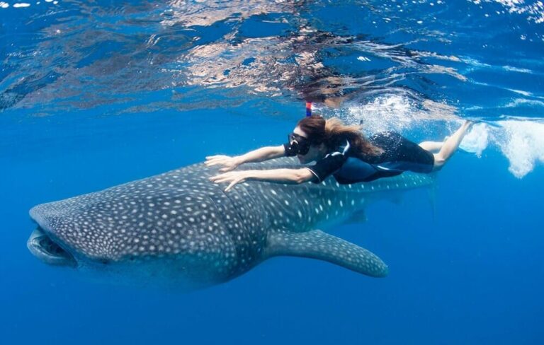 Nado com Tubarão-Baleia em Cancun
