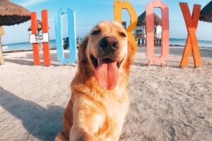 Cachorro Holbox